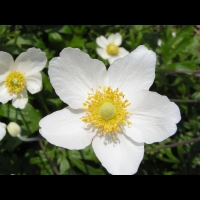 Anemone sylvestris (fam Renonculacees) (Europe, Asie occidentale) (6)